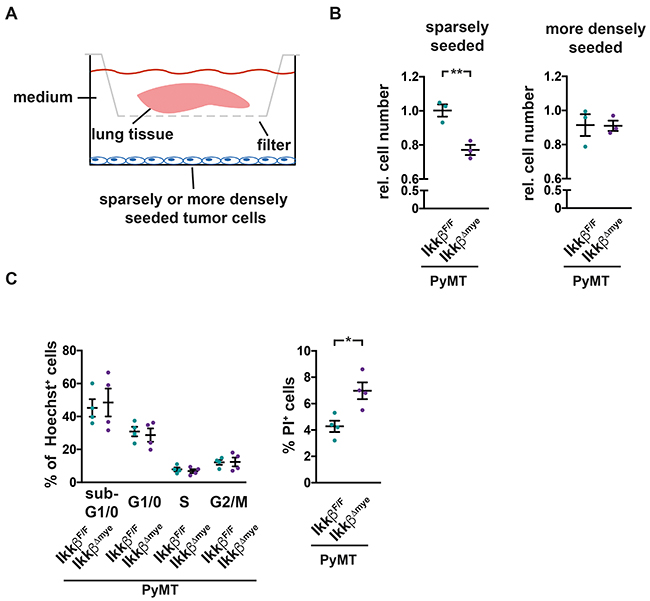Soluble factors in lungs of PyMT Ikk&#x03B2;&#x0394;mye mice suppress tumor cell survival.