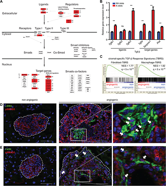 TGF-&#x03B2; signaling activation during the RIP1-Tag2 angiogenic switch.