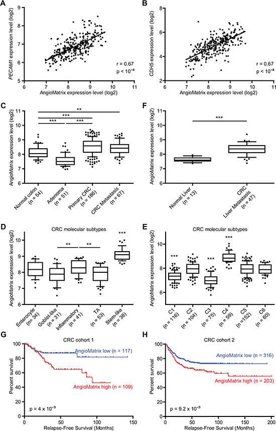 Correlation between AngioMatrix signature expression and EC markers, tumor progression and poor prognosis in human CRC.