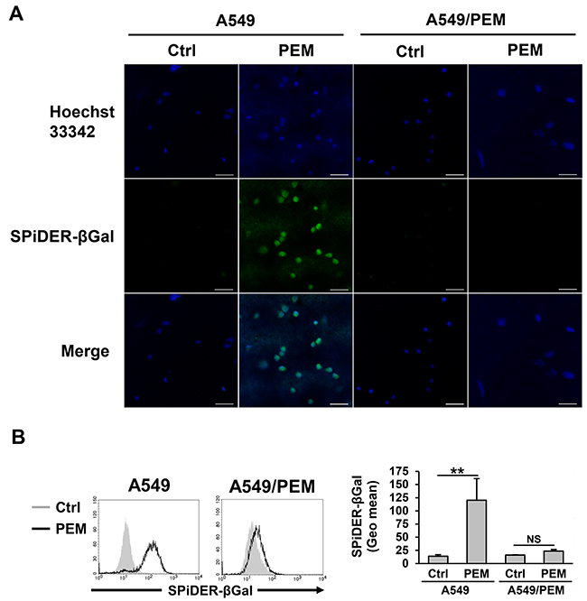 PEM-induced senescence in the parental A549 cell line.