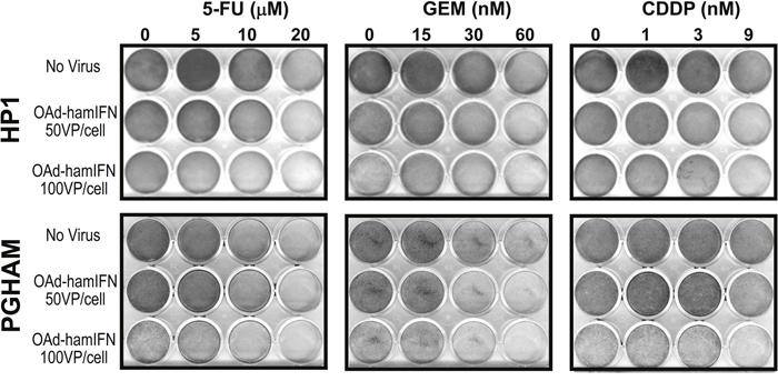 Qualitative analysis of cytocidal effect of OAd-hamIFN combined with chemotherapies.