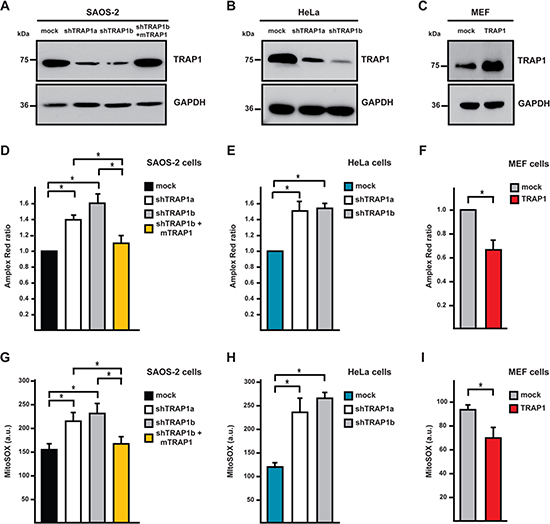 TRAP1 expression decreases intracellular ROS levels.
