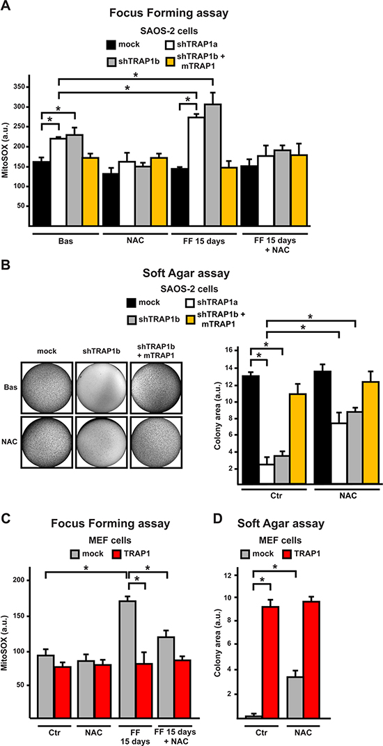 ROS inhibition enhances tumorigenicity in cells with low TRAP1 expression levels.