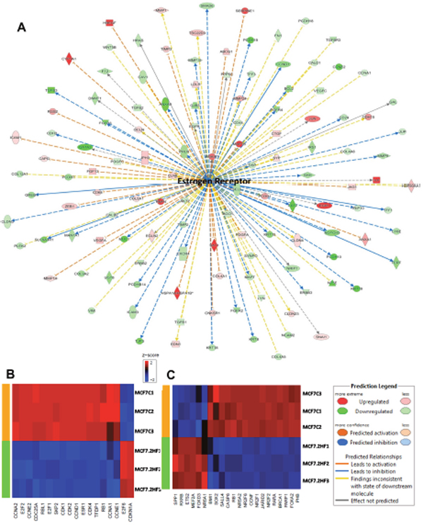 Effect of 2HF induced gene expression changes in ER+ MCF7 breast cancer cells.