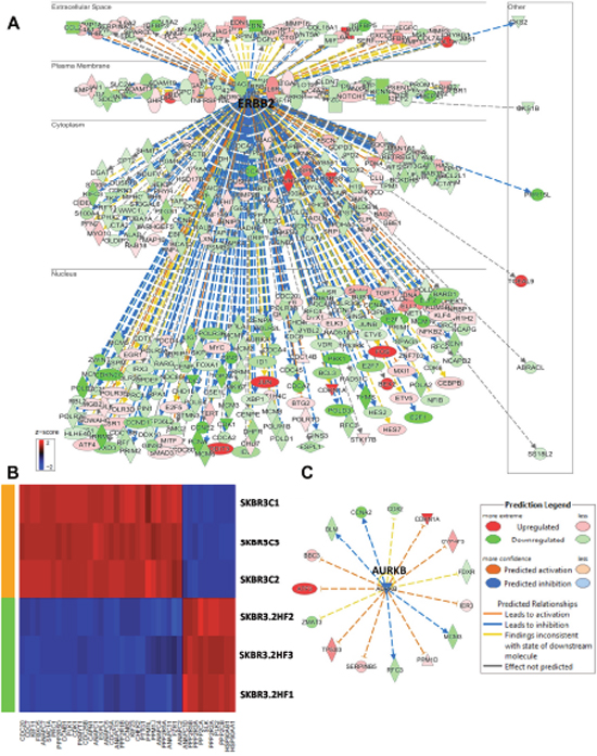 Effect of 2HF induced gene expression changes in HER2+ SKBR3 breast cancer cells.