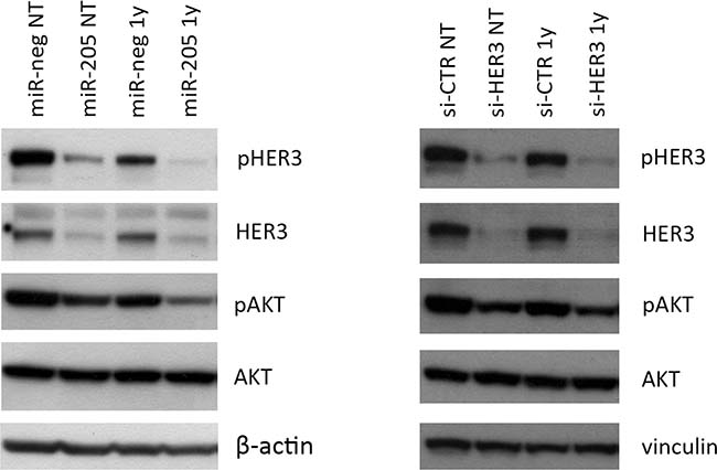 Combined miR-205 and Trastuzumab treatment significantly impairs HER3 activation.