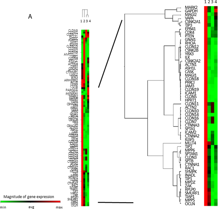 TJ-gene expressions in ANA and AA.