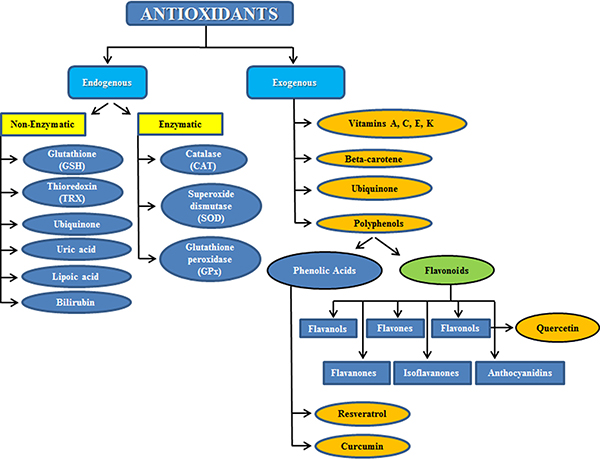 Subdivision between endogenous and exogenous antioxidants.