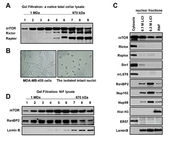 A novel mTOR complex is distinct from mTORC1 and mTORC2 by size and sub-cellular localization.
