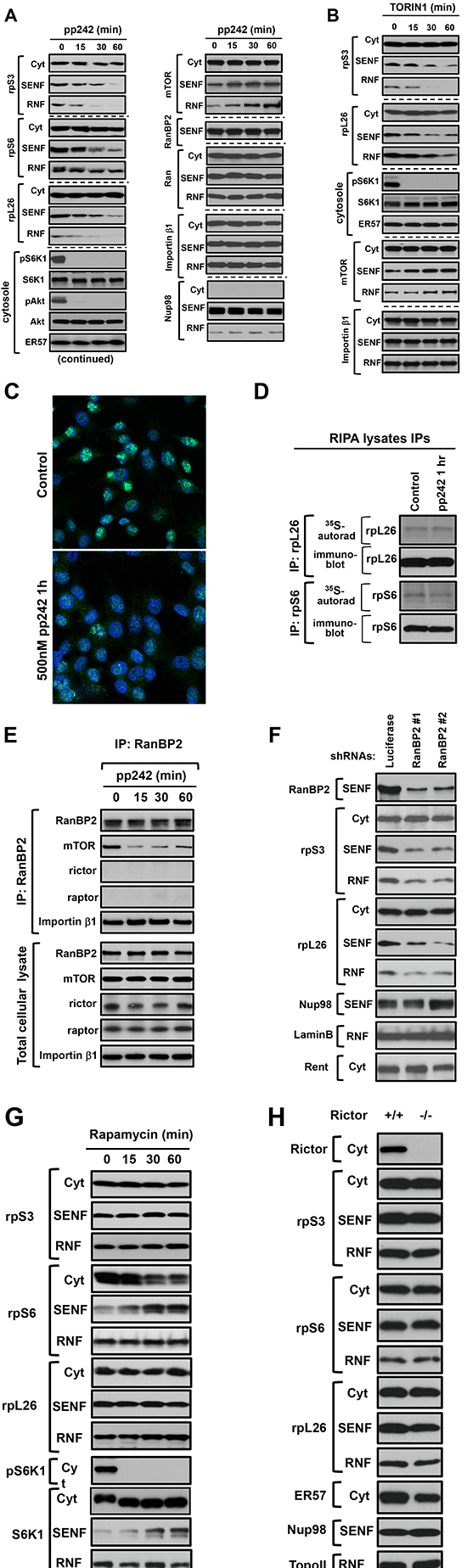 The mTOR kinase activity regulates the nuclear accumulation of ribosomal proteins independent of rapamycin and rictor expression.