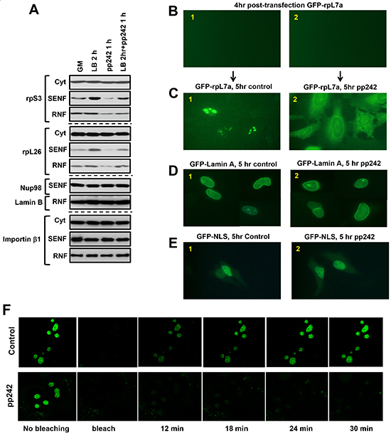 Nuclear import of the GFP-tagged ribosomal protein rpL7a is dependent on the mTOR kinase activity.