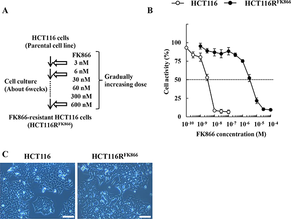 Establishment of HCT116RFK866, an FK866-resistant derivative of the human colon cancer cell line HCT116.