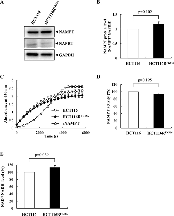 Characteristics of NAMPT in HCT116RFK866 and parental HCT116 cells.
