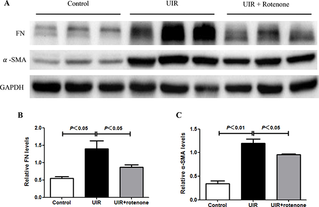 Rotenone treatment blocked the upregulation of fibronectin and &#x03B1;-SMA in unilateral I/R kidneys.