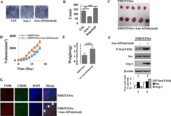 Polarized Ana-1 macrophages promote cancer cell proliferation.