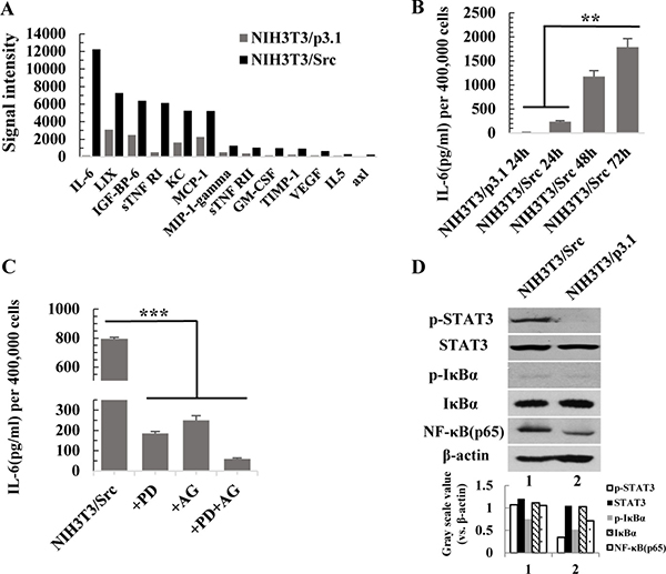 Activation of the NF-&#x03BA;B and JAK/STAT3 pathways is responsible for the high level of IL-6 in the conditional medium from NIH3T3/Src cells.