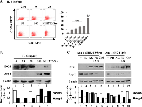 IL-6 induces polarization of Ana-1 macrophages.