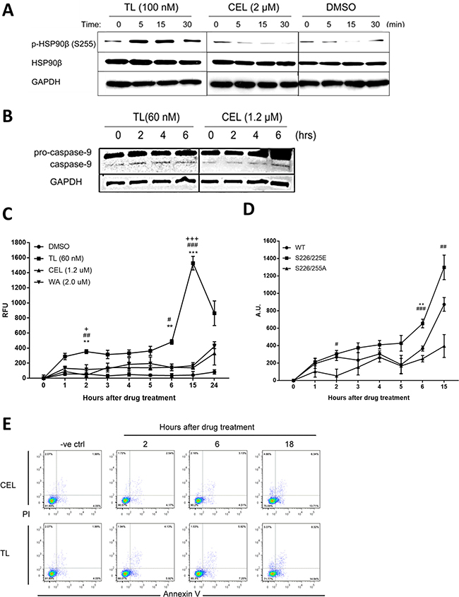 Phosphorylation of HSP90&#x03B2; is induced by TL in early phase.