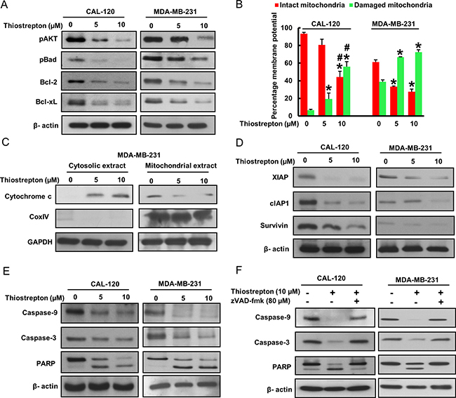 Thiostrepton treatment induces caspase-dependent apoptosis via activation of mitochondrial apoptotic pathway.