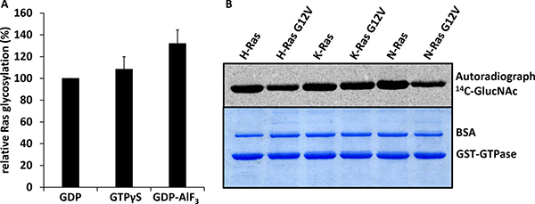 TpeLGTD glycosylates Ras proteins irrespective of nucleotide binding and hyperactive mutations in vitro.