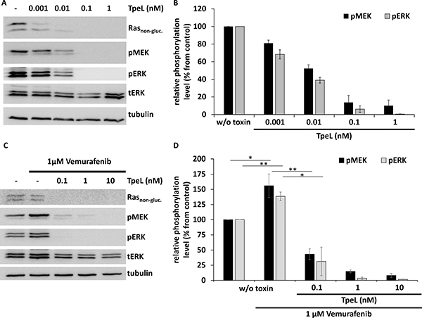 TpeL effects the oncogenic and paradoxical activation of MAPK signaling in SBCL2 cells.