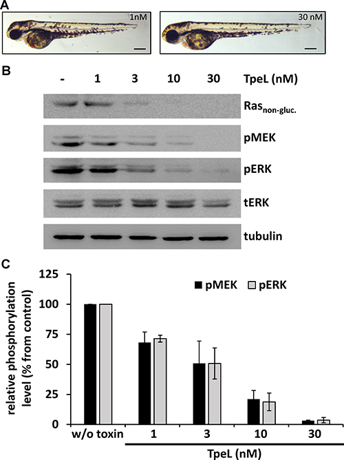 TpeL treatment reduces Ras-dependent hyperproliferation of melanocytes in vivo.