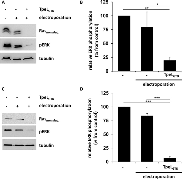 TpeLGTD translocated into the cytosol of host cells by electroporation is sufficient to inactivate Ras.