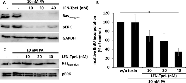 The glucosyltransferase domain of TpeL is transported effectively via PA into Panc-1 but not into Capan-2 cells.