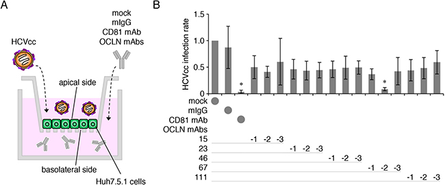 The anti-OCLN mAb 67-2 prevents HCV infection in double-chamber culture system.