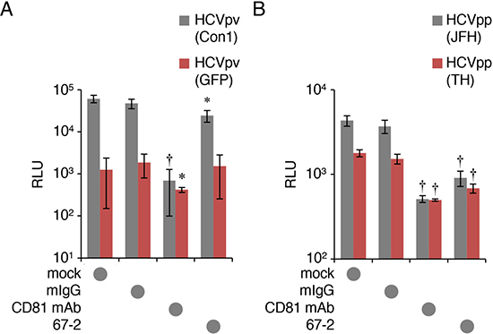 The mAb 67-2 hardly inhibits HCVpv infection in Huh7.5.1.