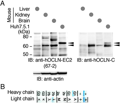 The mAb 67-2 recognizes human and mouse OCLNs.