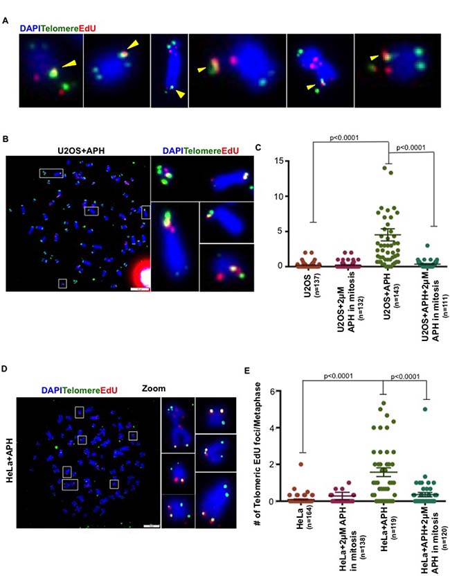 Replication stress induces mitotic DNA synthesis at telomeres in both ALT and telomerase+ cells.