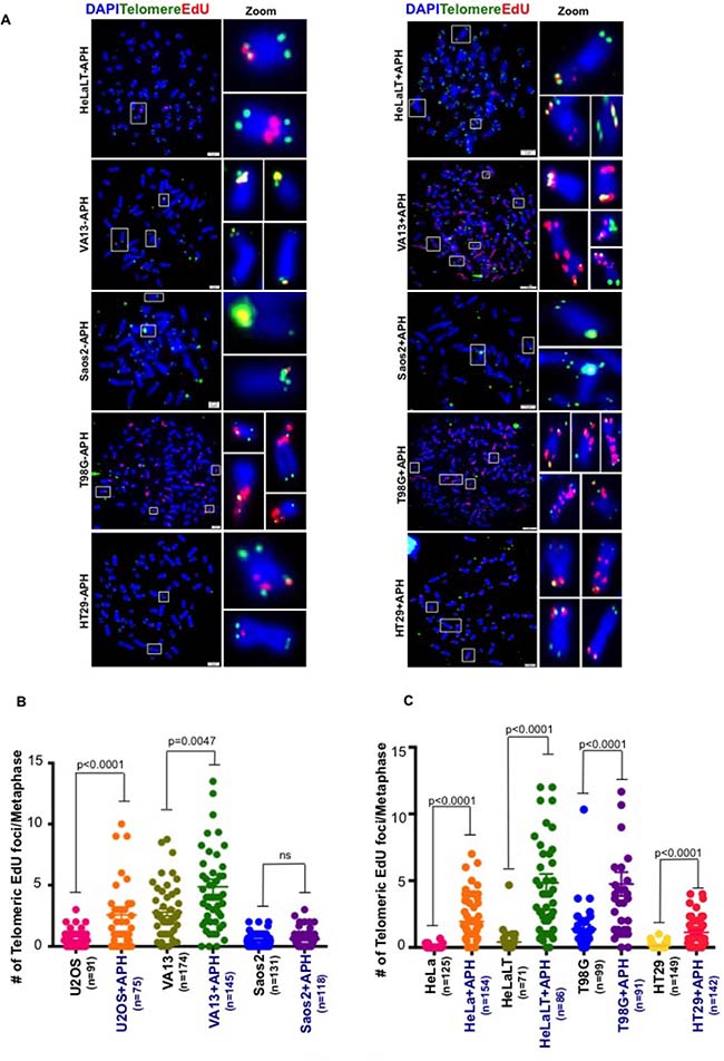 Spontaneous MiDAS at telomeres is not limited to ALT-associated telomeres.