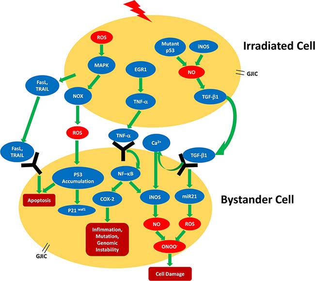 Schematic summarizing the radiation-induced bystander signaling pathways found in different cell types.