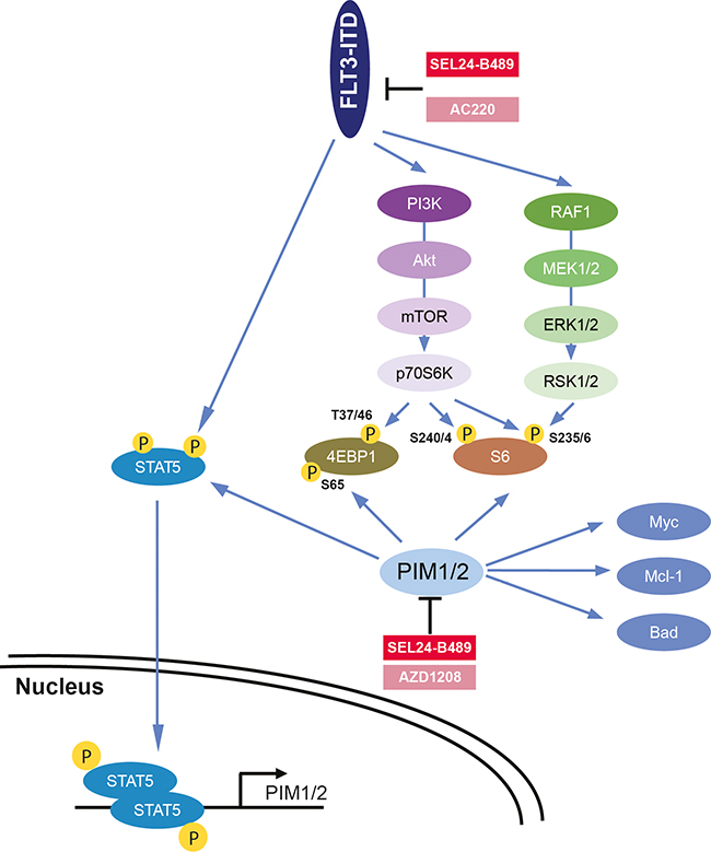 Diagram summarizing key biochemical consequences of selective versus combined inhibition of FLT3-ITD and PIM kinases.