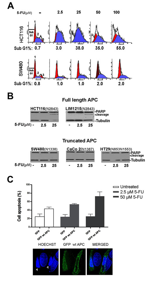 CRC cells are differentially sensitive to 5-FU treatment.