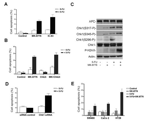 The selective Chk1 inhibition sensitizes CRC cells to 5-FU induced apoptosis.