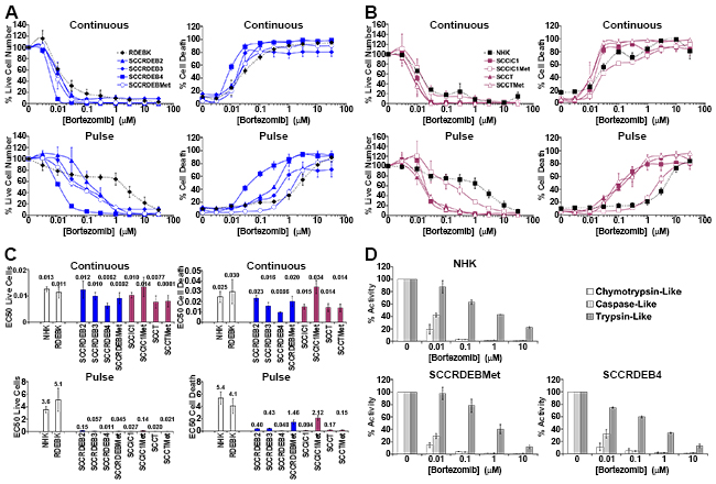 cSCC cell lines can be highly sensitive to a pulse of bortezomib.