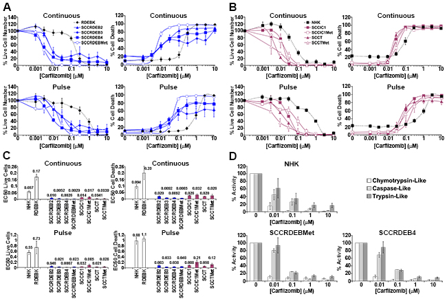 Carfilzomib exhibits more general anti-cSCC selectivity than bortezomib.