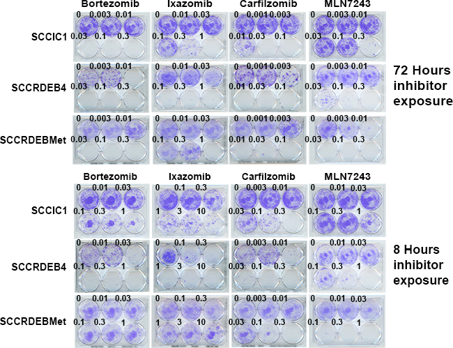 Differences in cSCC cell line sensitivity to proteasome and ubiquitin E1 inhibitors are recapitulated in clonogenic assays.