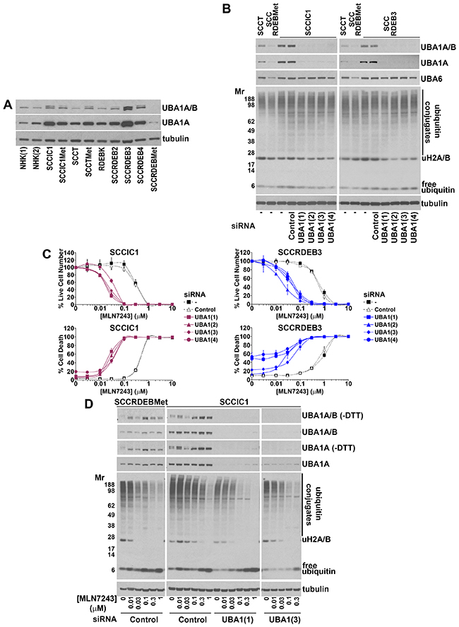 Low UBA1 protein expression is a determinant of sensitivity to MLN7243.