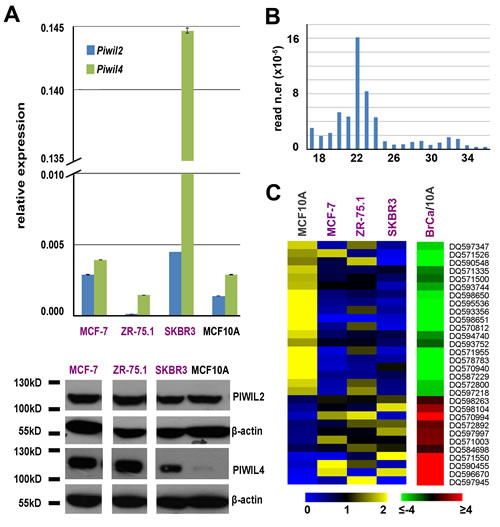 Expression of PIWIL proteins and PIWI-interacting RNAs (piRNAs) in BC cell lines.