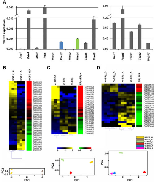 Expression of mRNAs encoding key components of the Piwi/piRNA pathway in MCF-7 cells and modulation of piRNA expression by cell growth and presence of Estrogen Receptor &#x3b2;.