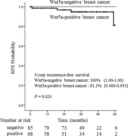 Relationship between recurrence-free survival and Wnt5a in 153 ER-positive breast cancer patients.