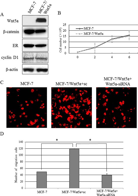 Migratory capacity of Wnt5a-expressing breast cancer cells.