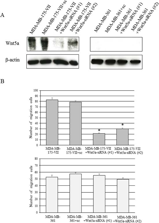 Knockdown of Wnt5a decreases the migratory capacity of MDA-MB-175-VII cells.