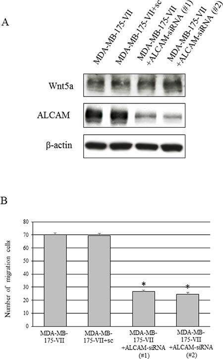 Knockdown of ALCAM decreases the Wnt5a-induced increase in migratory capacity.