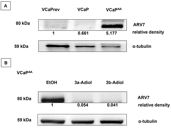 ARV7 expression in VCaP under increasing androgen deprivation.