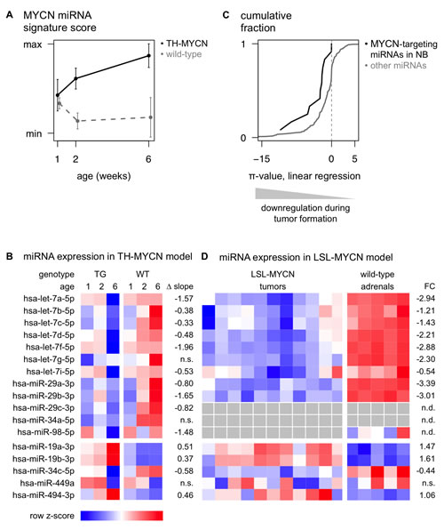 miRNAs that regulate MYCN are downregulated during murine MYCN-driven neuroblastoma tumor formation.