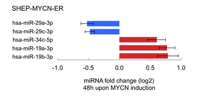 Induction of MYCN activity is associated with altered expression levels of particular miRNAs that target its 3&#x2019;UTR.